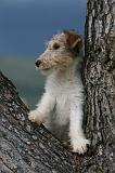 FOX TERRIER 711